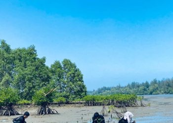 Mangrove Bengkulu Menyusut: Setiap Tahun Lenyap Setara 10 Kali Luas Benteng Marlborough