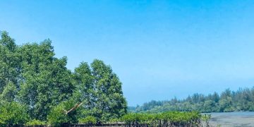 Mangrove Bengkulu Menyusut: Setiap Tahun Lenyap Setara 10 Kali Luas Benteng Marlborough