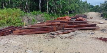 Selain Proteksi Tanah Adat, Komisi XIII DPR RI ‘Buka Suara’ terkait Illegal Logging di PBD
