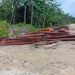 Selain Proteksi Tanah Adat, Komisi XIII DPR RI ‘Buka Suara’ terkait Illegal Logging di PBD