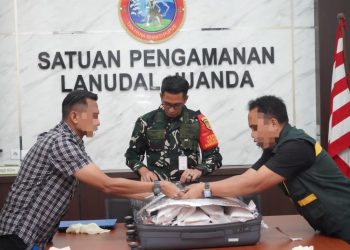 TNI AL Kembali Gagalkan Penyelundupan Puluhan Ribu Benih Bening Lobster Jaringan Internasional di Bandara Juanda