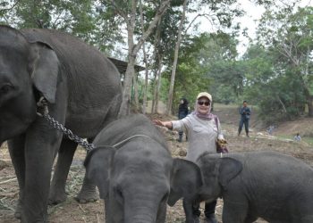 Penanganan Karhutla di Taman Nasional Way Kabas Disoroti DPR RI