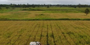 Papua Selatan Terancam Kekeringan, Padi Berisiko Gagal Panen