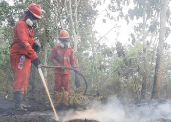 DPR Soroti Dampak Asap Karhutla di Kalimantan, ISPA hingga Pakan Ternak Terganggu