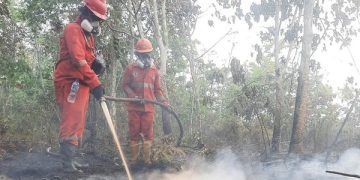 DPR Soroti Dampak Anggota Komisi IV DPR RI Bambang Purwanto di Kalimantan, ISPA hingga Pakan Ternak Terganggu