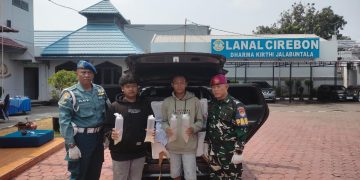 TNI AL Gagalkan Penyelundupan 75.535 Ekor Benih Bening Lobster Senilai Miliaran Rupiah
