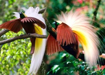 Perlu Regulasi Khusus Lindungi Burung Cenderawasih