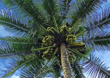 Pemerintah Siapkan 51.721 Hektare Untuk Pengembangan Kelapa