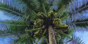 Pemerintah Siapkan 51.721 Hektare Untuk Pengembangan Kelapa