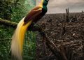 Desak Perlindungan Keanekaragaman Hayati dan Hak Masyarakat Adat, Greenpeace: Penundaan adalah Penghancuran