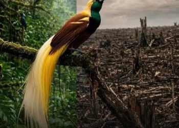 Desak Perlindungan Keanekaragaman Hayati dan Hak Masyarakat Adat, Greenpeace: Penundaan adalah Penghancuran