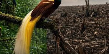 Desak Perlindungan Keanekaragaman Hayati dan Hak Masyarakat Adat, Greenpeace : Penundaan adalah Penghancuran