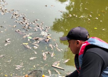 DLH Kota Bekasi Tangani Bangkai Ikan Sapu-Sapu di Kali Bekasi, KP2C Sampaikan Apresiasi