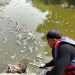 DLH Kota Bekasi Tangani Bangkai Ikan Sapu-Sapu di Kali Bekasi, KP2C Sampaikan Apresiasi